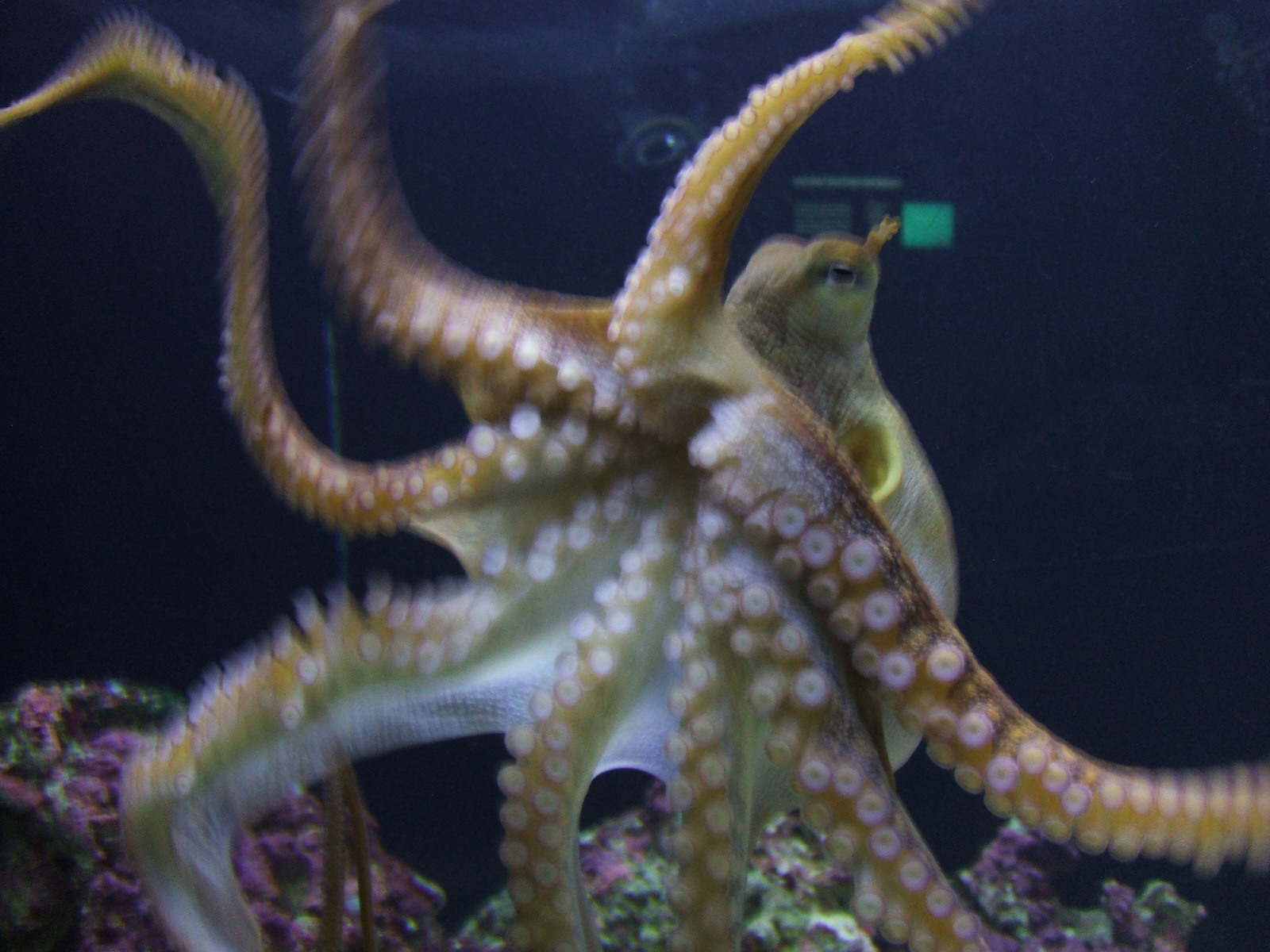 ホノルル水族館 タコとかくらげとか ハワイ ワイキキ水族館体験記